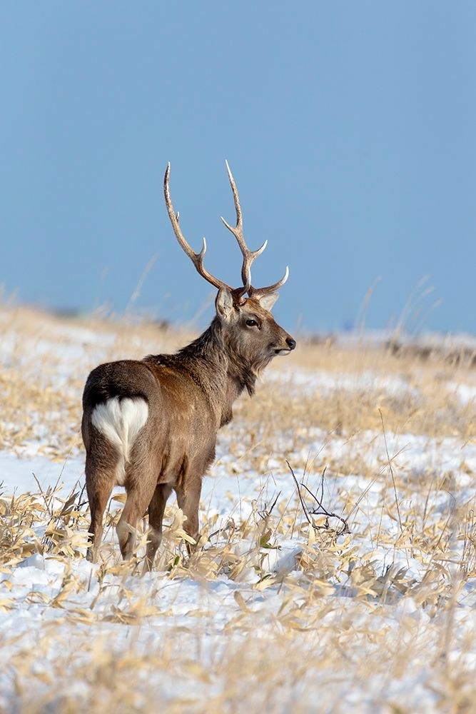 Japan-Hokkaido-Shiretoko Peninsula A sika stag poses in a snowy field